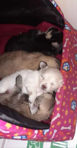 ESTOU DOANDO FILHOTES SPITZ ALEMÃO (PARA QUEM REALMENTE IRA CUIDAR ) 77 9 * -WHATS