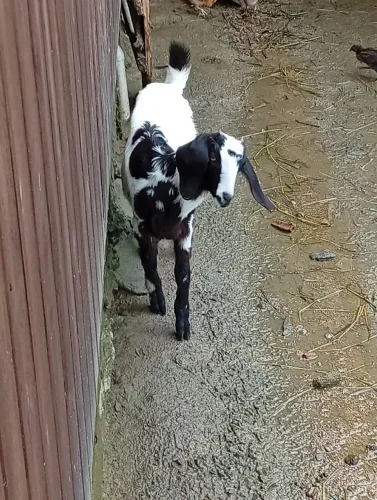 Cabrito