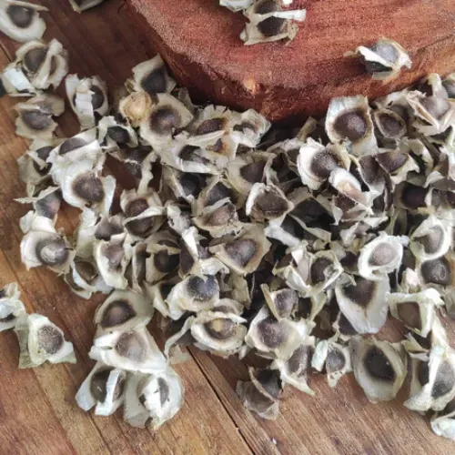 SEMENTE DE MORINGA OLEÍFERA
