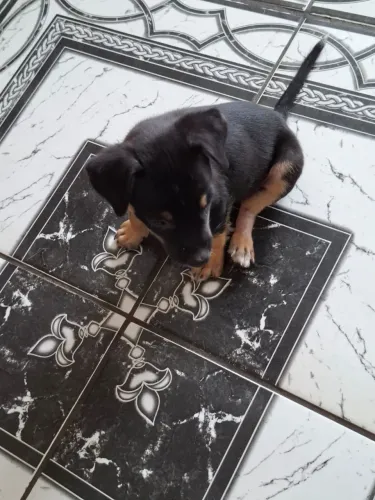 Adoção responsável desse cãozinho