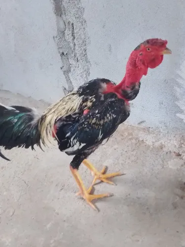 Frango gogó polaco