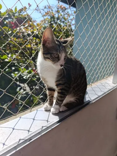 Doação gatinhos