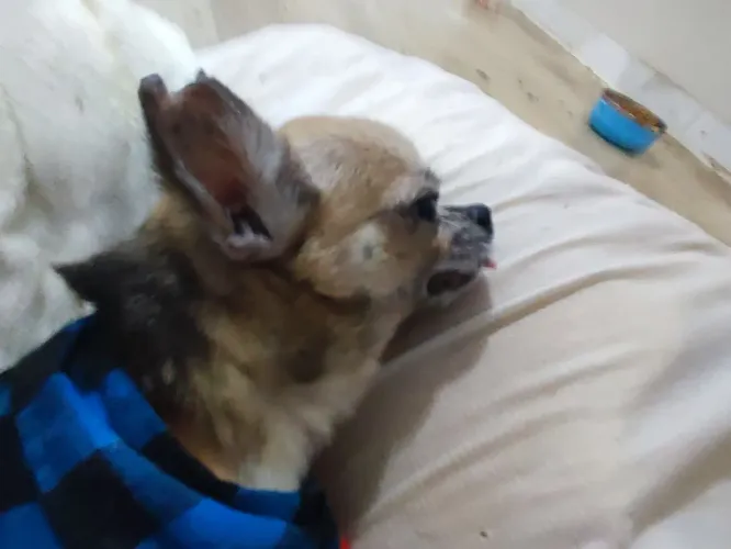Cachorro chiauauha