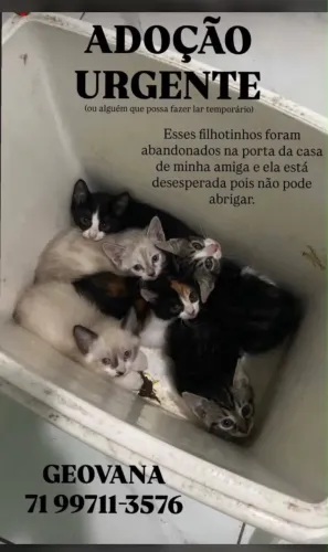 ADOÇÃO RESPONSÁVEL 