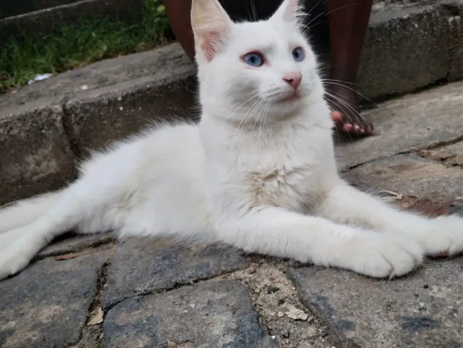 Gatinha femea para adoção aproximadamente 1 ano