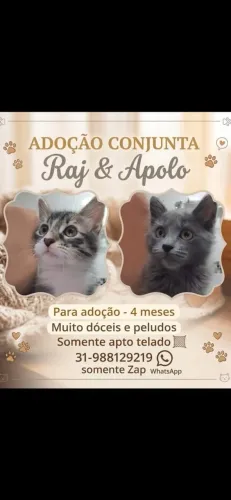 Gatinhos para doaçao APENAS JUNTOS