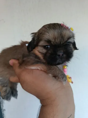 ShihTzu: Filhotes Machos e Fêmeas disponíveis
