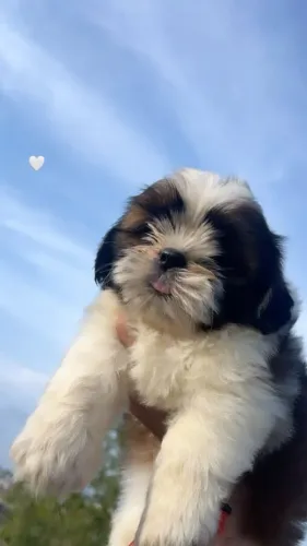 Doação de shihtzu