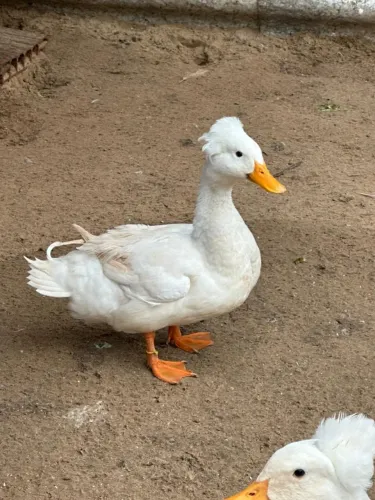 Ovos férteis de marreco pompom