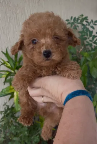 Poodle red macho