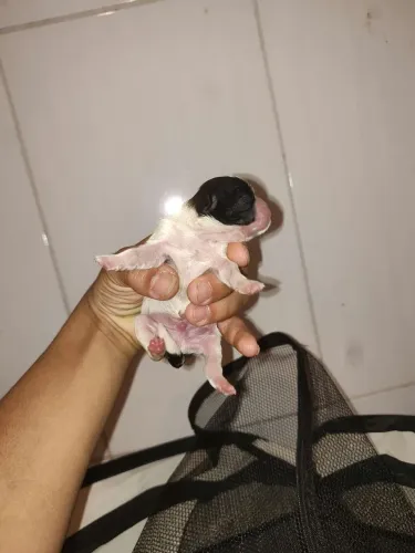 Cachorros filhotes de Shitzu