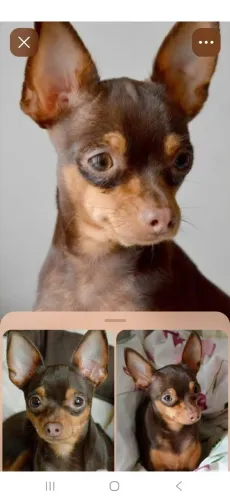 Cachorro pinchert chocolate 