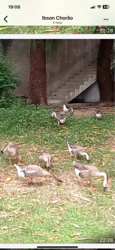 Vendo lote de gansos pardo chinês 