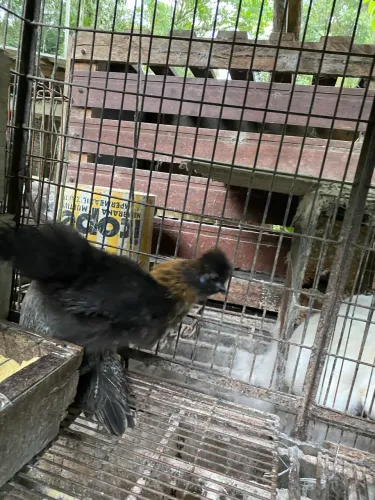 Galinha sedosa / frangos e Dois galos