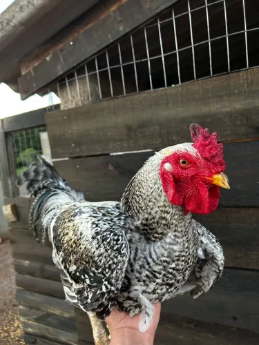 Vendo galo lindo