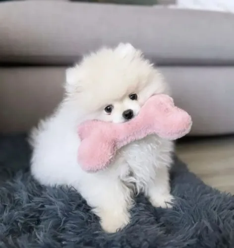 Linda fêmea Branca Neve Lulu da Pomerânia Pedigree CBKC