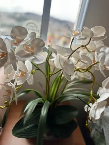 Orquídea branca 