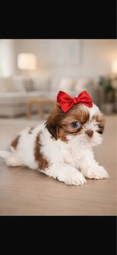 Shih-tzu vermifugado com 45 dias