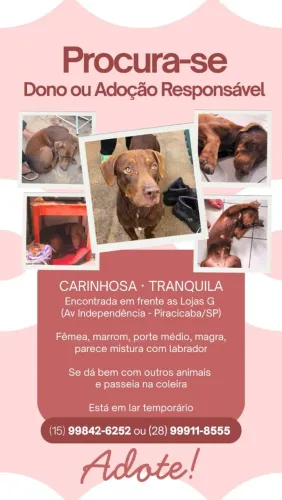 Adoção responsável