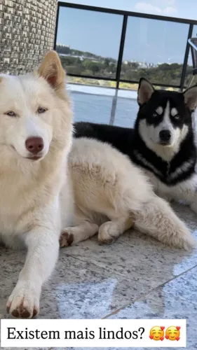 Husky siberiano Wooly 