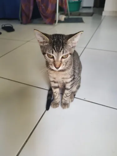 Gato novo apenas 3 meses, para doação fêmea.