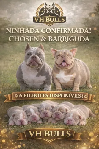 Filhote de American Bully