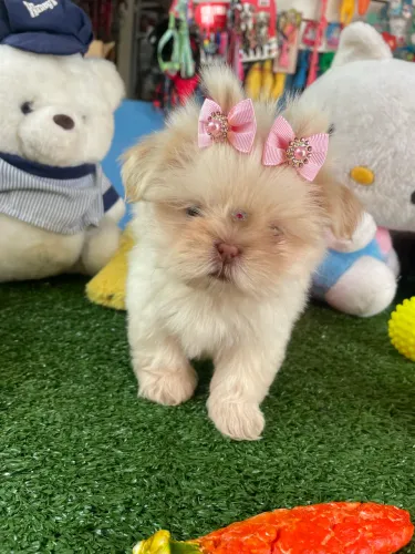 Shih tzu fêmea na cor marfim mini maravilha!!$3.200,00