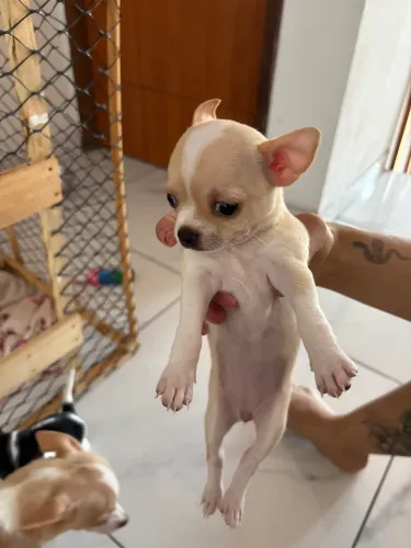 Filhote Chihuahua Femea
