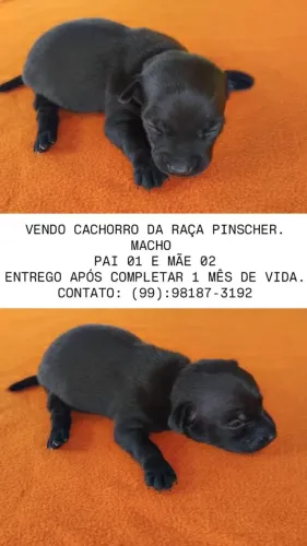 PINSCHER