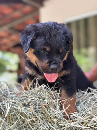 Rottweiler alemão Porte gigante