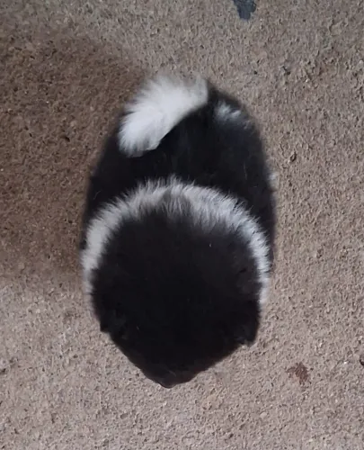 Spitz alemão 