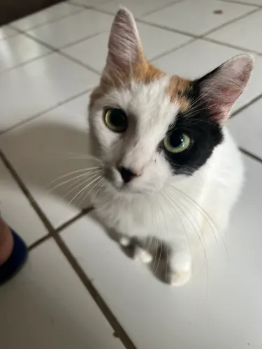 gata