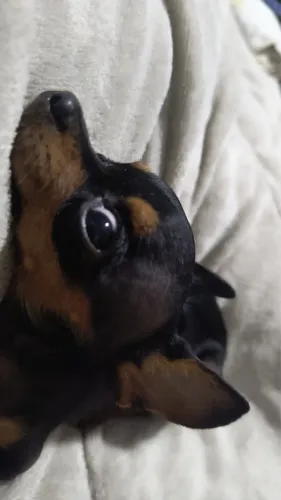 Vende-se pinscher 0