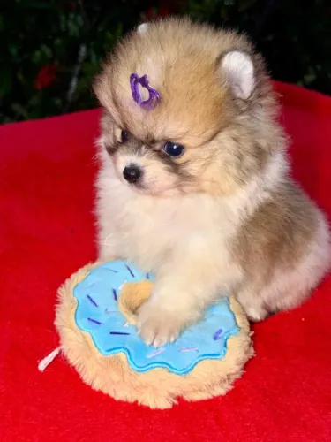 Lulu Da Pomerania Anão, Spitz Alemão Anão