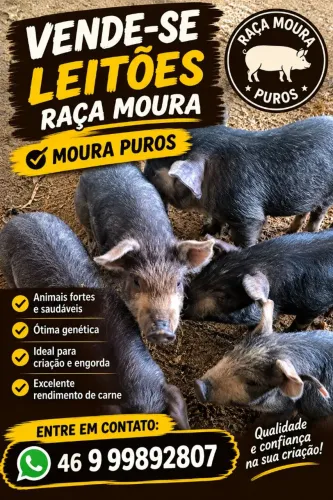 Porco Moura
