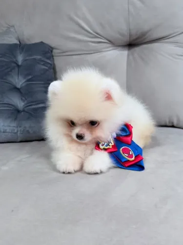 Spitz Alemão anão