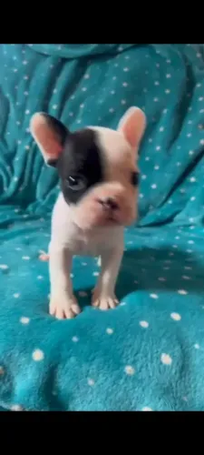 BULLDOGUE FRANCES 3000