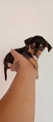 Pincher 