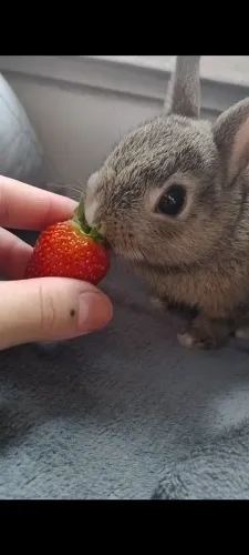 Vende-se coelhinho Netherland 