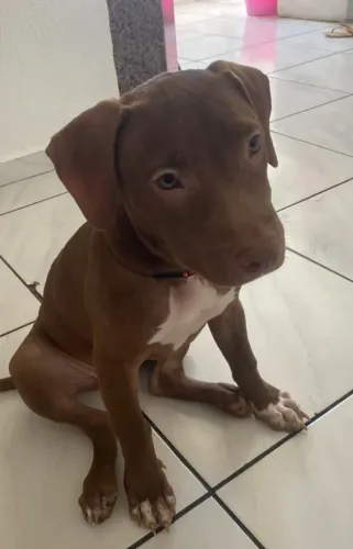 Pitbull 45 dias de nascido já vermifugado 