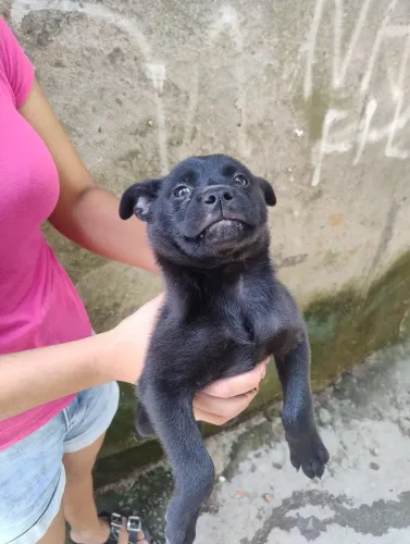 Fofuras para adoação