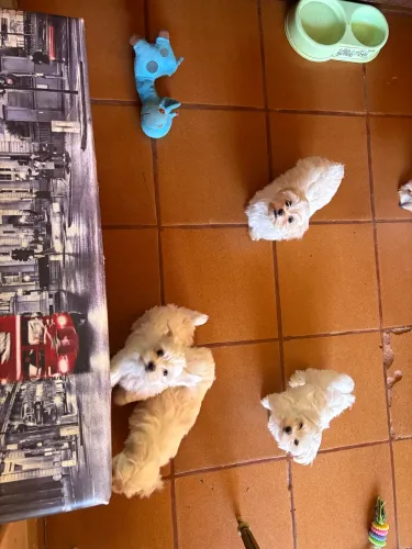 Vendo filhotes de Maltês Miniatura macho