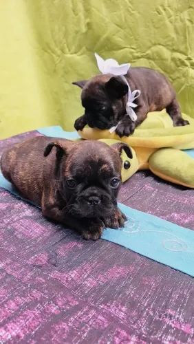 Lindos filhotes de buldogue francês 5 machos e 1 fêmea 