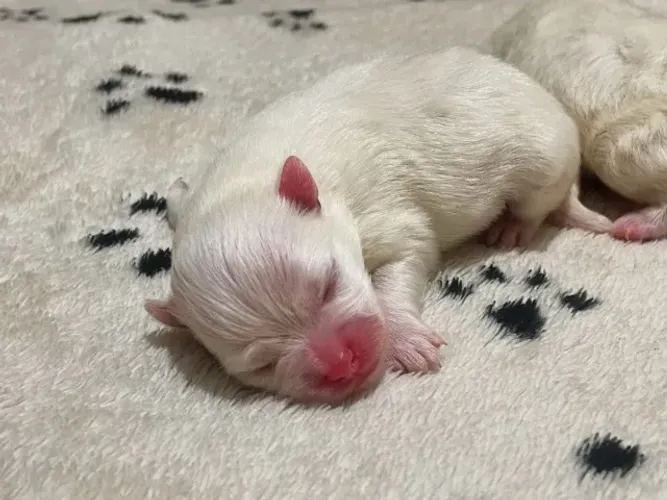 Baby Spitz Procedência e Garantia Você encontra aqui!
