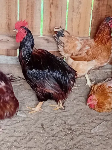 Galo vermelho