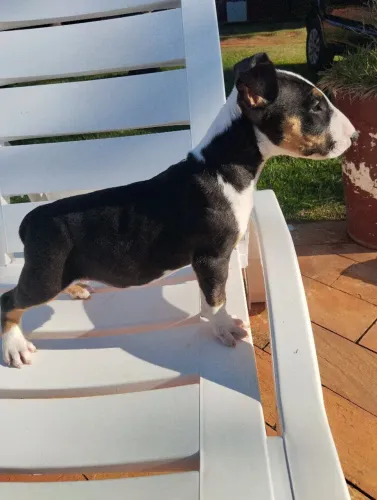 Bull Terrier Filhote Tricolor Macho Down Face 