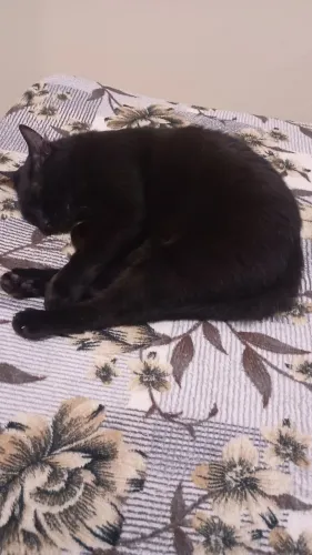 Adoção de um gato 