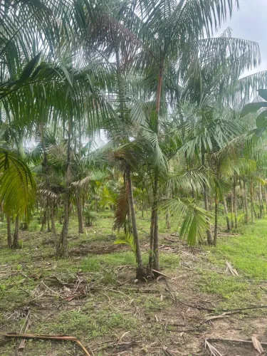 Propriedade rural produtiva com açaí e Igarapé ? São Francisco do Pará