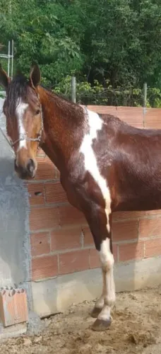 Cavalo pampa porte grande