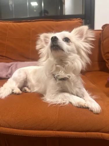 Procura-se namorada para o Chihuahua